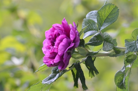 Beautiful Flower - flowers, purple, nature, camellia