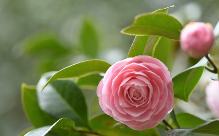 Beautiful Flower - leaves, flower, pink, camellia