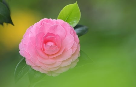 Beautiful Flower - flower, pink, nature, camellia