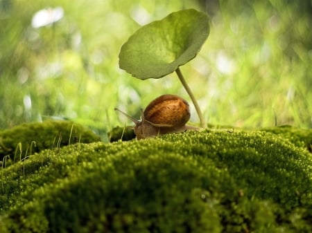 Snail under the leaf - macro, snail, umbrella, leaf, moss