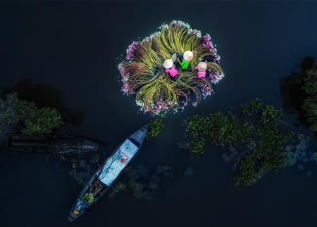 The lotus gatherers - view from the top, vietnam, water, lotus, man, gatherer, pink, blue, green, boat