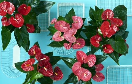 :-) - anthurium, view from the top, pink, red, blue, green, calla