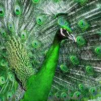 Peacock