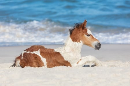 :-) - beach, vara, summer, white, brown, horse, baby, blue, animal, cal, sea, cute