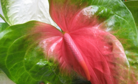 Anthurium - skin, anthurium, closeup, pink, calla, green, texture, flower