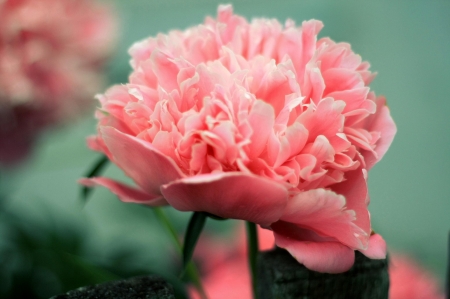 Peony - pink, peony, green, bujor, flower