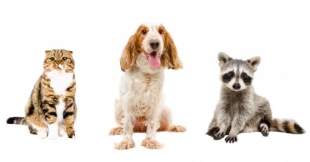 Pets - pet, animal, pisici, dog, caine, raccoon, cat