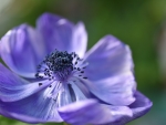 Anemone