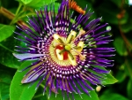 Passiflora