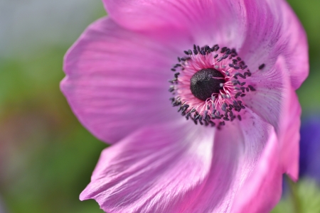 Poppy - skin, black, poppy, macro, mac, flower, pink