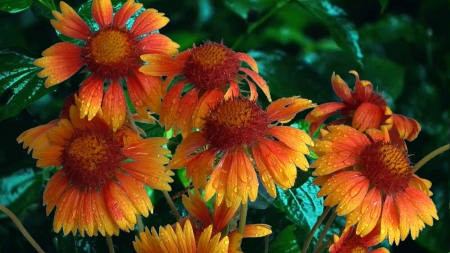 Flowers - orange, summer, vara, flower