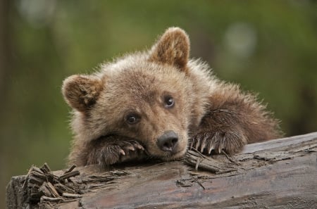 Bear cub - paw, cub, bear, urs, aninal, cute