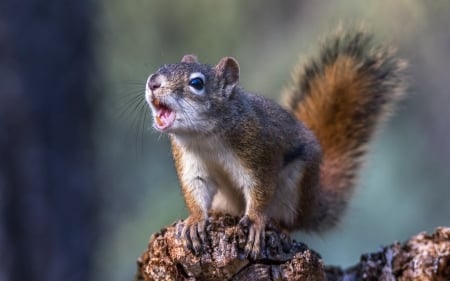 Gheorgheee! - animal, funny, cute, face, squirrel, veverita