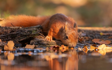 Squirrel - animal, water, autumn, red, brown, orange, squirrel, veverita