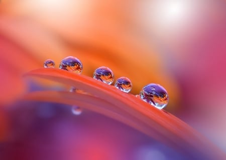 Colorful Explosion - flower, drops, water, close up, macro