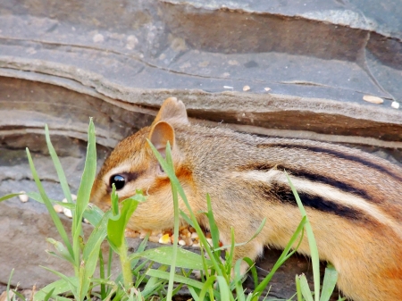 Chipmunk - animal, summer, chipmunk, photography