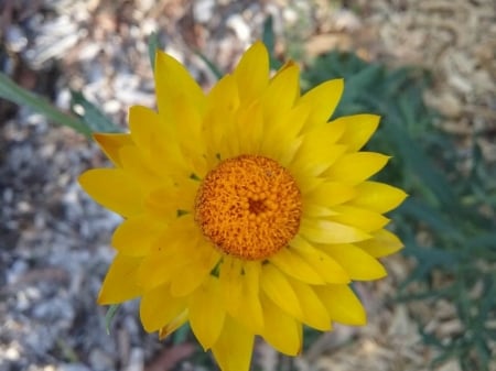 STRAW DAISY - IMAGE, NATURE, FLOWER, DAISY