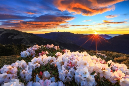 Sunset - rays, sun, mountains, flowers, bushes