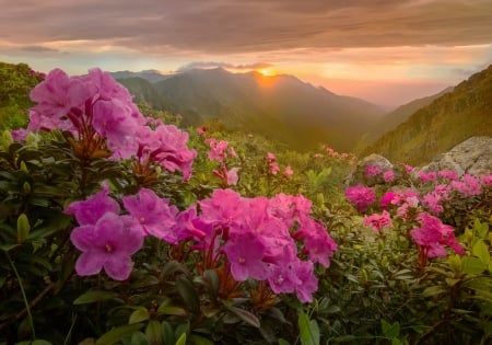 Morning Glory - rays, mountains, field, flowers, lights