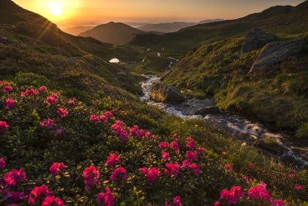 Wildflowers - stream, stones, mountains, sun