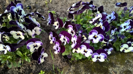 Pansies - blossoms, garden, spring, colors, petals