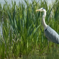 great blue heron