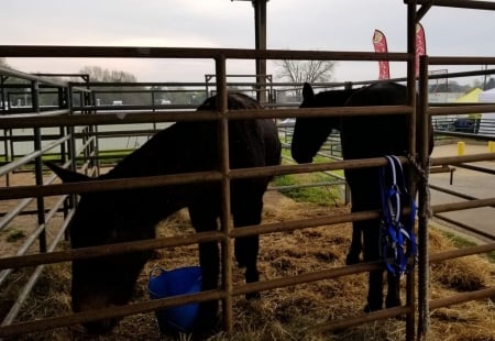 Two of a Kind - Animals, Rural, Tennessee, Horses, Mules