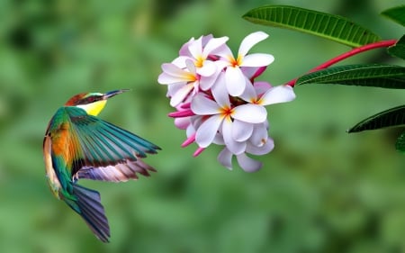 Kingfisher - wings, kingfisher, flowers, bird