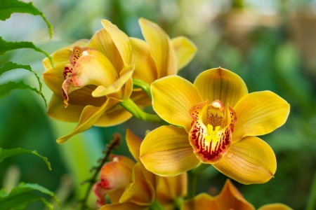 Cymbidium amarillo