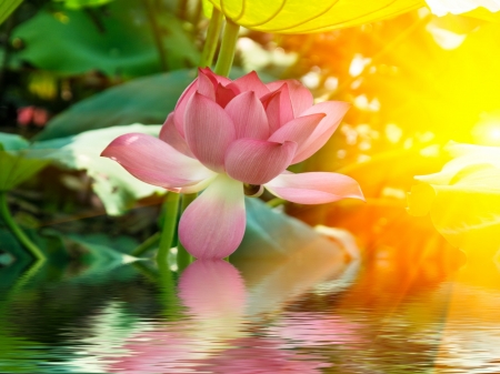 Flower reflection - rays, reflection, pretty, beautiful, water, flower