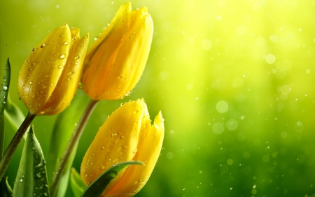 Tulips - card, flower, tulip, yellow, lalea, green