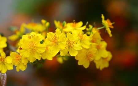 Flowers - summer, yellow, flower, spring