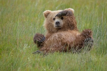 :-) - nature, brown, bear, green, animal, funny, urs