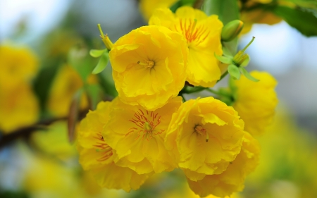 Flowers - summer, yellow, flower, spring