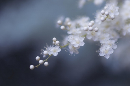 :-) - white, delicate, blue, soft, spring, flower, blossm