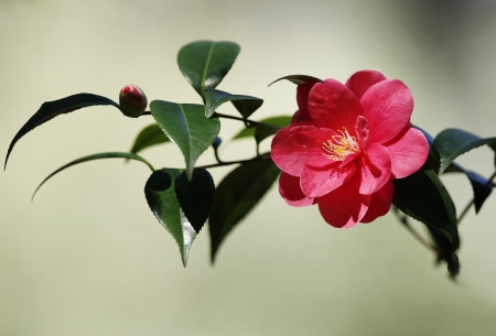 Camellia - red, flower, camellia, green