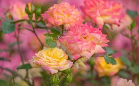 Roses - flower, rose, pink, trandafir, yellow