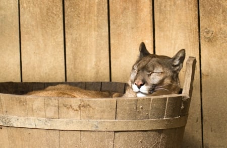 :-) - puma, brown, sleep, mountain lion, cat, bath, animal, funny