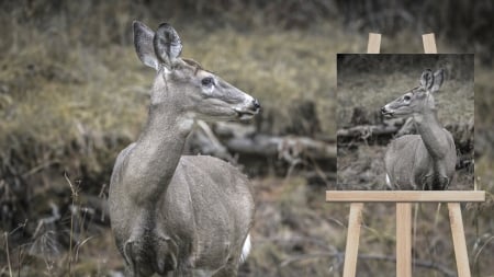 :-) - caprioara, funny, deer, portrait, tablou