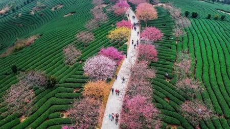 China - Spring colors - view from the top, china, people, colorful, road, spring, pink, green, tree