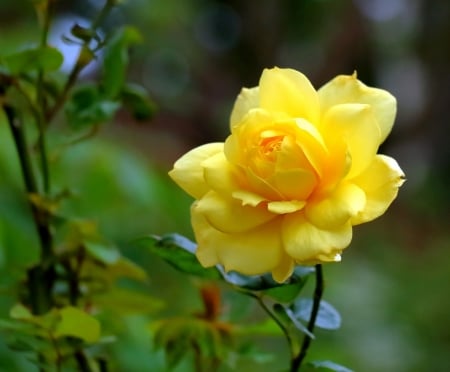 Yellow rose - flower, rose, trandafir, yellow, green