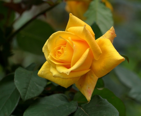 Yellow rose - yellow, green, trandafir, rose, flower