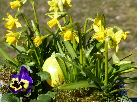 Easter - pot, flowers, yellow, green, egg, daffodills, plant