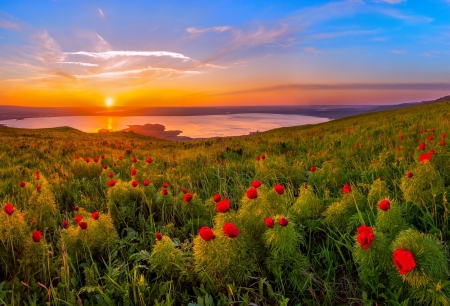 Peonies at sunset - peonies, lake, fiery, beautiful, summer, sunset, wildflowers