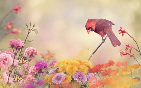 Little bird - bird, flowers, cardinal, branches, art