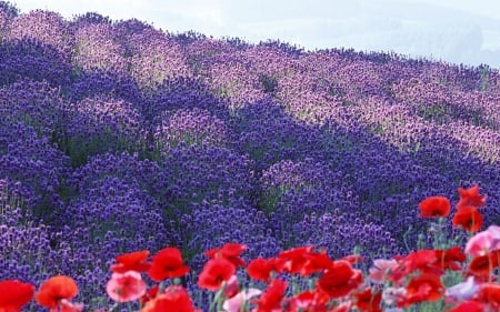 Poppies and Lavender - blossoms, red, summer, field, blue