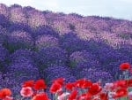 Poppies and Lavender