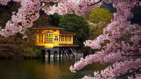 Spring in Japan - blossoms, water, river, cherry, house