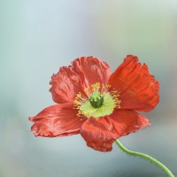 Poppy