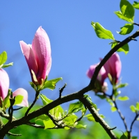 Magnolia